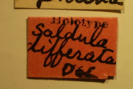 <i>Saldula differata</i> Holotipo depositado en USNM, etiquetas.