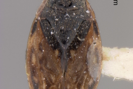 <i>Saldula sola</i> Holotype deposited at USNM, dorsal.