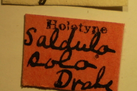 <i>Saldula sola</i> Holotype deposited at USNM, labels.