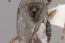 <i>Pentacora angusta</i> Holotipo depositado en USNM, dorsal.