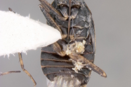<i>Pentacora angusta</i> Holotipo depositado en USNM, ventral.