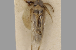 <i>Anisops amnigenus</i> Syntype at Perth Museum, dorsal.
