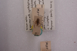 <i>Anisops amnigenus</i> Sintipo en Perth Museum-2.