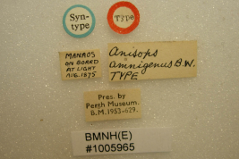 <i>Anisops amnigenus</i> Sintipo en Perth Museum, etiquetas