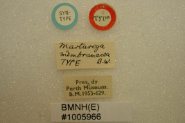 <i>Martarega membranacea</i> Sintipo en Perth Museum, etiquetas.