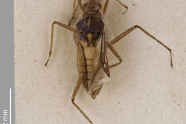 <i>Mesovelia mulsanti</i> Syntype at Perth Museum, dorsal.