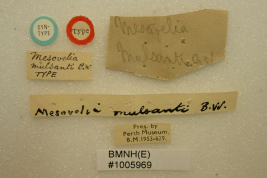 <i>Mesovelia mulsanti</i> Sintipo en Perth Museum, etiquetas