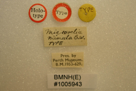 <i>Microvelia mimula</i> Holotipo en Perth Museum, etiquetas.