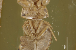 <i>Pelocoris procurrens</i> Holotipo en Perth Museum, ventral.