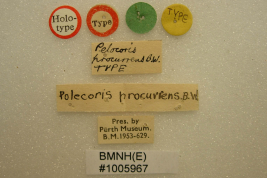<i>Pelocoris procurrens</i> Holotipo en Perth Museum, etiquetas.