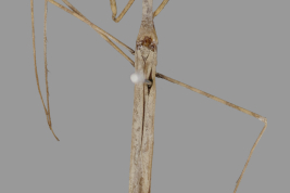 <i>Ranatra rabida</i> Holotype at Perth Museum, dorsal.