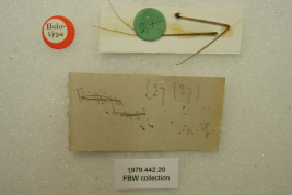 <i>Ranatra rabida</i> Holotype at Perth Museum, labels.