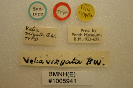 <i>Velia virgata</i> Syntype at Perth Museum, labels.