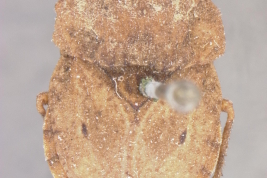 <i>Nerthra nepaeformis</i> Female at USNM, dorsal.