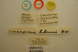 <i>Limnogonus lubricus</i> Sintipo depositado en Perth Museum, etiquetas