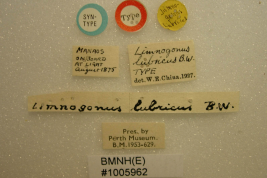 <i>Limnogonus lubricus</i> Sintipo depositado en Perth Museum, etiquetas2