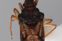 <i>Lipogomphus lacuniferus</i> from Chaco, Argentina (MLP), by V. Castro-Huertas