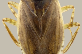 <i>Belostoma micantulum</i> from Rio Pilcomayo N.P., Formosa.