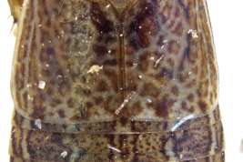 Vista dorsal. Foto tomada por Zahniser, J.N. (2021) Extraída de World Auchenorrhyncha Database (WAD) ©2019.
