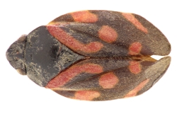 vista dorsal