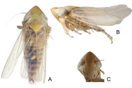  <i>Cortona otamendiensis</i>. male: A, habitus, dorsal view; B, habitus, lateral view; C. face. Photo was Taken from Duan et al. (2017). 