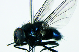 Male, lateral view