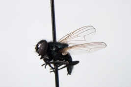 Female, lateral view