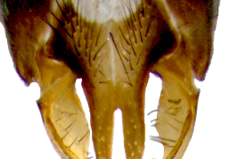 Male, cercal plate