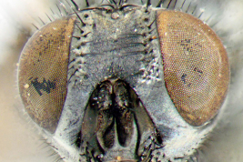 Female, head anterior view