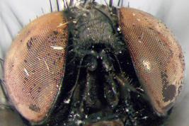 Male, head anterior view