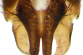Male, cercal plate