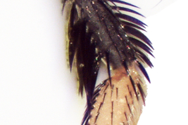 Male, fore leg