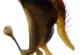 Male, terminalia lateral view