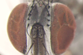 Female, head anterior view