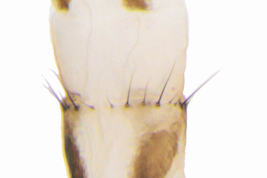 Female, ovipositor dorsal view