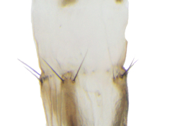 Female, ovipositor ventral view