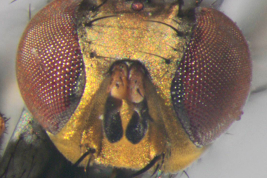 Male, head anterior view