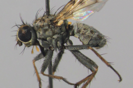 Male, lateral