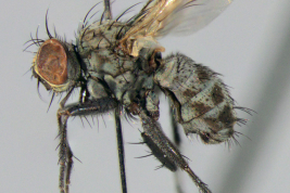 Male, lateral view
