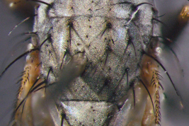 Male, thorax