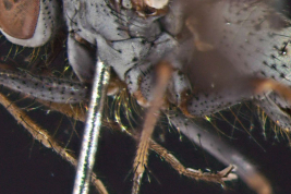 Male, ventral hairs