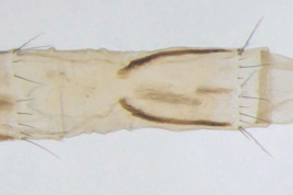 Female, terminalia dorsal