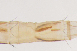Female, terminalia ventral