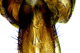 Male, cercus dorsal