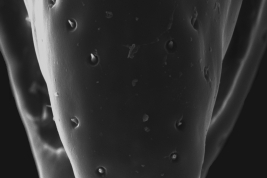 Male, cercus distal tip (Scanning)