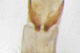 Female, ovipositor dorsal