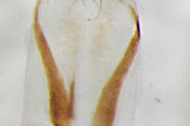 Hembra, ovipositor dorsal