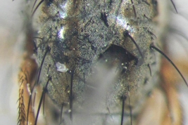 Female, thorax
