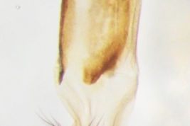 Hembra, ovipositor dorsal