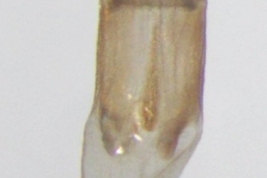 Female, ovipositor ventral